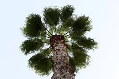 Palmiye ağacı şehir parkında yetişir..