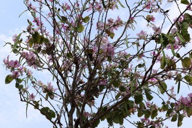 Mavi gökyüzüne karşı uzun bir ağacın dalı.