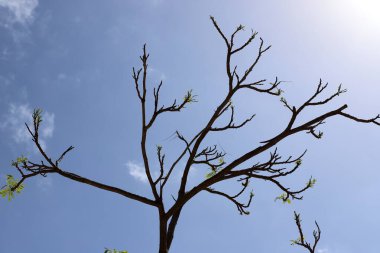 Mavi gökyüzüne karşı uzun bir ağacın dalı.