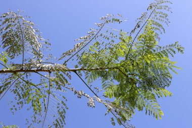 Mavi gökyüzüne karşı uzun bir ağacın dalı.