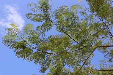 Mavi gökyüzüne karşı uzun bir ağacın dalı.
