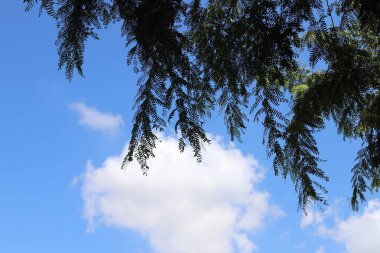 Mavi gökyüzüne karşı uzun bir ağacın dalı.