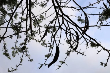 Mavi gökyüzüne karşı uzun bir ağacın dalı.