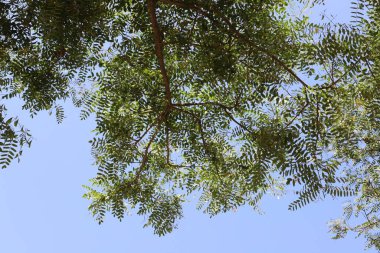 Mavi gökyüzüne karşı uzun bir ağacın dalı.