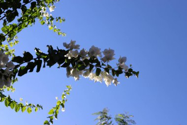 Mavi gökyüzüne karşı uzun bir ağacın dalı.