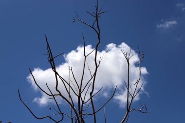 Mavi gökyüzüne karşı uzun bir ağacın dalı.