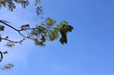 Mavi gökyüzüne karşı uzun bir ağacın dalı.