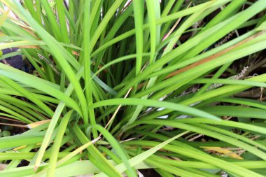 Şehir parkında doğal bir geçmişi var. Soyut doğa duvar kağıdı.