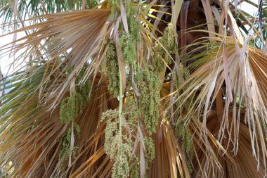 Şehir parkında doğal bir geçmişi var. Soyut doğa duvar kağıdı.