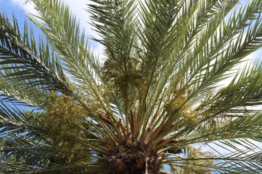 Şehir parkında doğal bir geçmişi var. Soyut doğa duvar kağıdı.