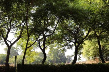 Şehir parkında doğal bir geçmişi var. Soyut doğa duvar kağıdı.