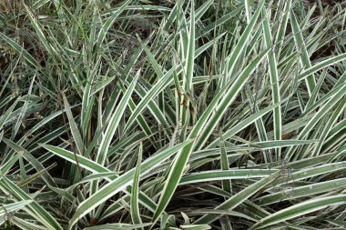 Şehir parkında doğal bir geçmişi var. Soyut doğa duvar kağıdı.