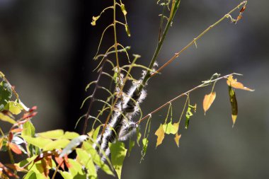 Şehir parkında doğal bir geçmişi var. Soyut doğa duvar kağıdı.
