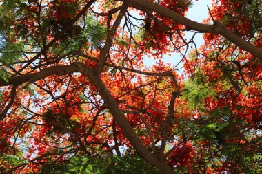 Şehir parkında doğal bir geçmişi var. Soyut doğa duvar kağıdı.
