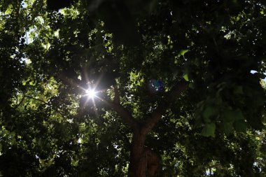Güneş ışınları ağacın yoğun yapraklarını delip geçiyor..