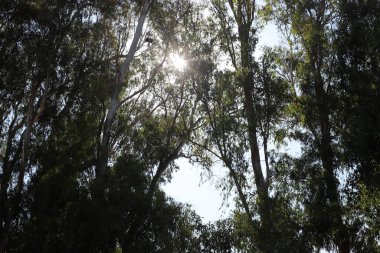 Güneş ışınları ağacın yoğun yapraklarını delip geçiyor..