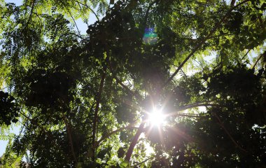 Güneş ışınları ağacın yoğun yapraklarını delip geçiyor..
