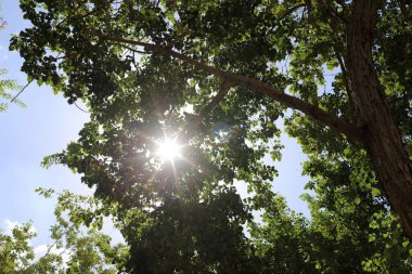 Güneş ışınları ağacın yoğun yapraklarını delip geçiyor..