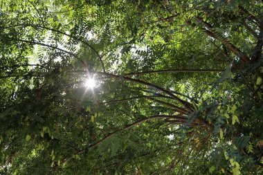 Güneş ışınları ağacın yoğun yapraklarını delip geçiyor..