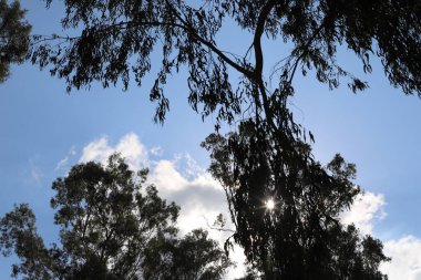 Güneş ışınları ağacın yoğun yapraklarını delip geçiyor..