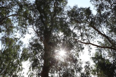 Güneş ışınları ağacın yoğun yapraklarını delip geçiyor..