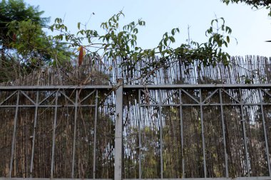 Yüksek çitler boyunca yeşil bitkiler ve çiçekler yetişir.