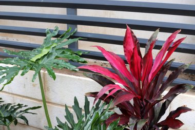 Yüksek çitler boyunca yeşil bitkiler ve çiçekler yetişir.