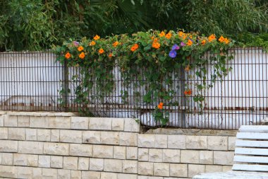 Yüksek çitler boyunca yeşil bitkiler ve çiçekler yetişir.