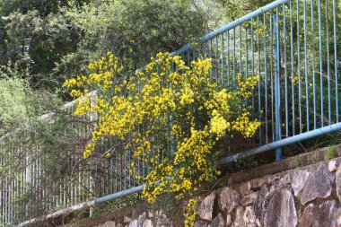 Yüksek çitler boyunca yeşil bitkiler ve çiçekler yetişir.
