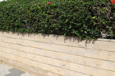 Yüksek çitler boyunca yeşil bitkiler ve çiçekler yetişir.