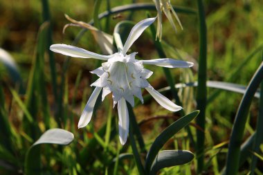 Akdeniz 'in kumlu sahilinde soğanlı Pancratium maritisi