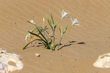 Akdeniz 'in kumlu sahilinde soğanlı Pancratium maritisi