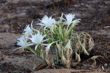 Akdeniz 'in kumlu sahilinde soğanlı Pancratium maritisi