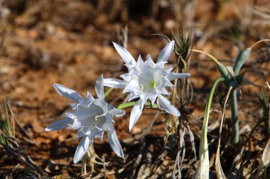 Bulbous plant Pancratium maritima on the sandy shore of the Mediterranean Sea clipart