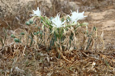 Akdeniz 'in kumlu sahilinde soğanlı Pancratium maritisi