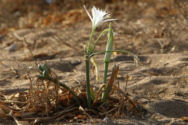 Akdeniz 'in kumlu sahilinde soğanlı Pancratium maritisi