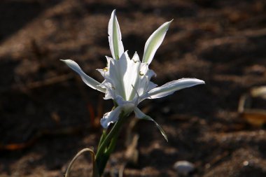 Akdeniz 'in kumlu sahilinde soğanlı Pancratium maritisi