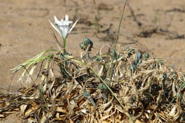 Bulbous plant Pancratium maritima on the sandy shore of the Mediterranean Sea clipart