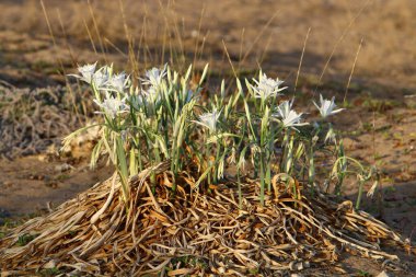 Akdeniz 'in kumlu sahilinde soğanlı Pancratium maritisi