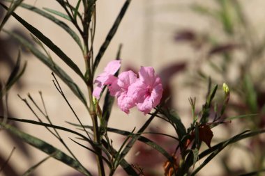 Şehir parkında yaz çiçekleri