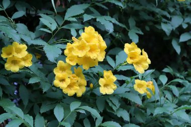 Şehir parkında yaz çiçekleri