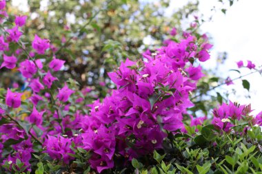 Şehir parkında yaz çiçekleri