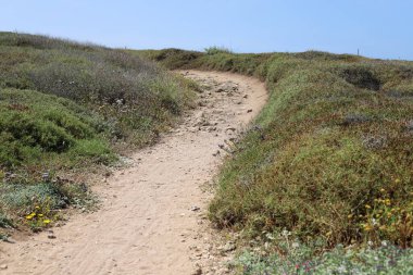 Şehir parkında yaya yolu.