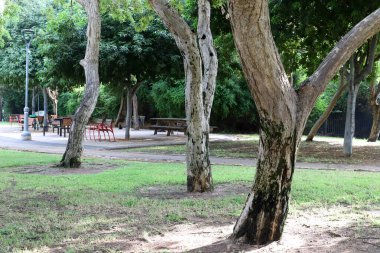 Şehir parkında yaya yolu.