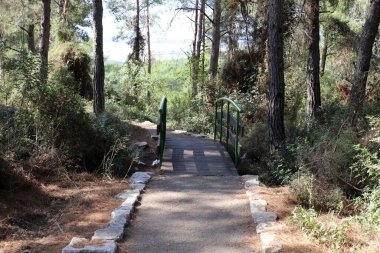 Şehir parkında yaya yolu.