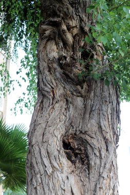 Ağaç kabuğu dokusu. İsrail 'in sıcak astropikal ikliminin odunu