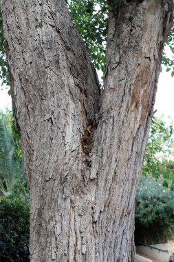Ağaç kabuğu dokusu. İsrail 'in sıcak astropikal ikliminin odunu