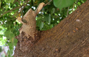 Ağaç kabuğu dokusu. İsrail 'in sıcak astropikal ikliminin odunu