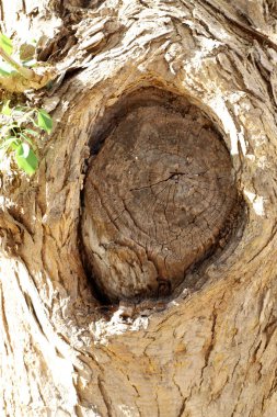 Texture of tree bark. Wood of hot subtropical climate of Israel clipart