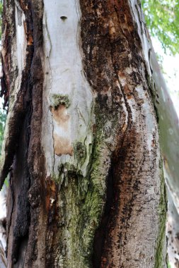 Ağaç kabuğu dokusu. İsrail 'in sıcak astropikal ikliminin odunu